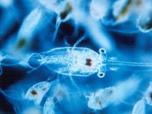 Zooplancton-C-Oceanopolis_large